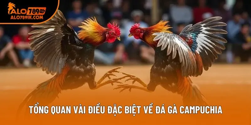 Tổng quan vài điều đặc biệt về đá gà Campuchia Tổng quan vài điều đặc biệt về đá gà Campuchia